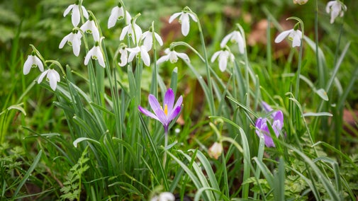 Crocus (Crocus sativus) and snowdrops (Galanthus)